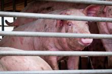 Dinkes Bintan Pastikan Ternak Babi Bebas dari Demam Babi Afrika 