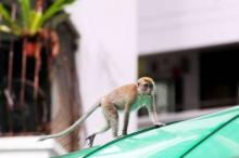 Ketika Monyet "Menyerang" Perumahan di Singapura