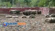 Mudahnya Menemukan Peternakan Babi di Seputaran Dam Duriangkang