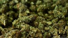Dicari Pengisap Ganja Profesional dengan Gaji Sampai Rp 500 Juta