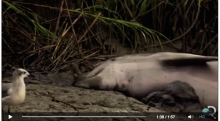 [VIDEO]  Luar Biasa, Tiga Ekor Lumba-lumba Kompak Beri Makan Unggas Kelaparan