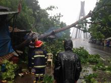 Pohon Tumbang di Jembatan Barelang Timpa Kios Pinggir Jalan