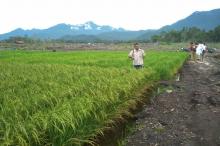 Padi Petani Desa Panggak Darat Diserang Hama, Alias Wello Lakukan Ini
