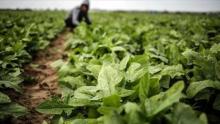 Kelola Kebun Mini, Desa Teluk Sasah Hasilkan 30 Kg Sayur Organik 
