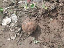 Bom Gegerkan Warga Desa di Malaysia, Bentuknya Mirip Kelapa