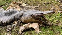 Ikan Bertubuh Aneh Gegerkan Warga Singapura