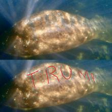 Lembu Laut Bertatto `Trump` di Punggung Tuai Kecaman Publik AS