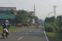 Hewan Ternak Berkeliaran Ganggu Pengguna Jalan di Lingga