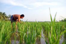 Pemerintah Alokasikan Anggaran 2018 untuk Cetak Sawah