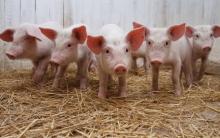 Malaysia Bakal Musnahkan 3.000 Babi Akibat Wabah Flu Afrika