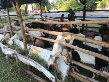 Pramuka Kwarda Kepri Masih Menerima Peserta Kurban