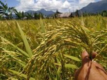 Petani Panggak Darat di Lingga Sukses Panen Padi saat Musim Kemarau