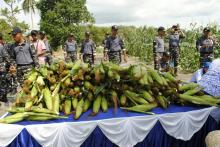 Lanal Dabo Singkep Panen Jagung di Lahan Bekas Galian
