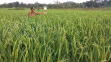 Petani Lingga Minta Tenaga Pendamping Pencetakan Sawah Ditambah