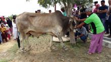 Presiden Jokowi Nyumbang 1 Ekor Sapi Kurban di Karimun