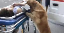 Majikannya Pingsan, Kesetiaan Anjing Ini Bikin Hati Terenyuh