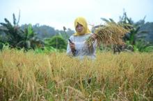 Hasil Panen Padi Sawah Bukit Langkap di Lingga Meningkat