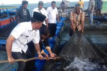 Nelayan Mepar di Lingga Panen 1,1 Ton Kerapu Cantang