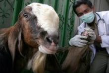Pejabat Bintan Cekcok dengan Panitia Kurban Gara-gara Kambing Tak Cukup Umur