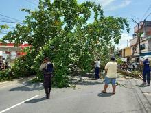 Beruntung Pohon Tumbang di Tanjungpinang Ini Tidak Timpa Pengguna Jalan