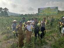 Kodim 0317 TBK Panen Jagung di Wilayah Perbatasan