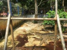 Satwa Dilindungi di Mini Zoo Kijang Disita, Diungsikan ke Saffari Lagoi