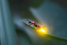 Cahaya Indah Kunang-kunang yang Diambang Kepunahan