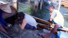 Cuaca Buruk, Nelayan Bintan Beralih Tangkap Ketam