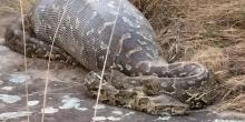 Petani Sawit Ditelan Ular Piton 4 Meter, Begini Penjelasan Ahli Ular