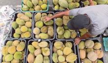 Malaysia Terus Pacu Ekspor Durian ke Cina