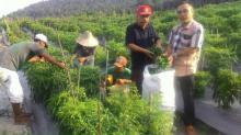 LMB Kepri Panen Cabai Hijau dari Pemanfaatan Lahan Tidur