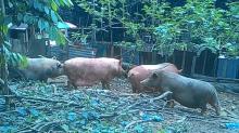 Peternak Tak Peduli Peringatan, Semua Babi di Duriangkang Akan Ditembak