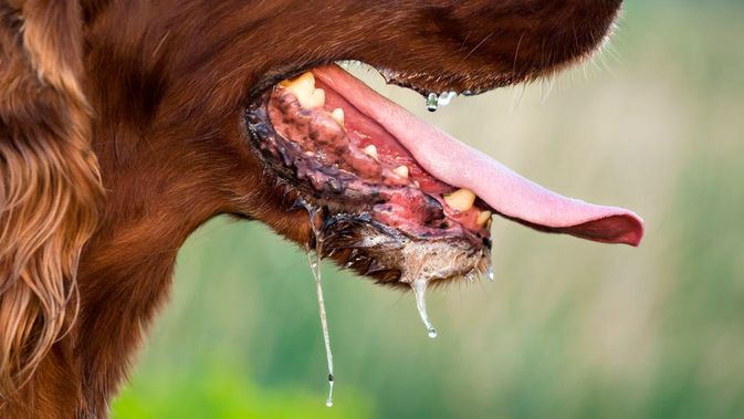 Wabah Rabies di Malaysia, 1 Perempuan Tewas Akibat Gigitan Anjing
