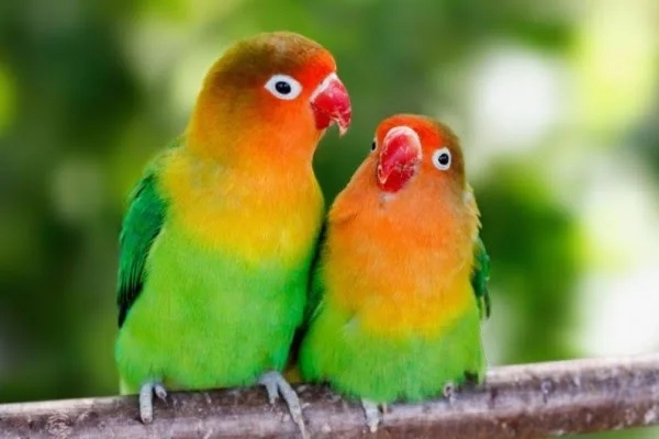 Pria Lamongan Tukar Mobil Honda CRV dengan Sepasang Burung Love Bird