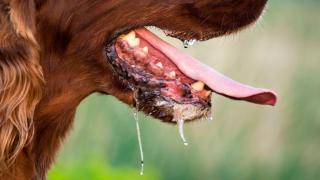 Wabah Rabies di Malaysia, 1 Perempuan Tewas Akibat Gigitan Anjing