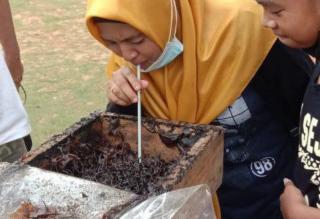 Menikmati Madu Kelulut di Teluk Sebong Bintan Langsung dari Sarangnya
