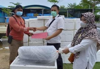 Kelompok Pembudidaya Ikan di Batam Dapat Bantuan 5.000 Bibit Kerapu