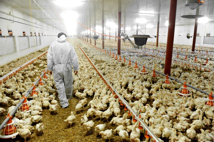 Kasus Flu Burung H10N3 Pertama pada Manusia Ditemukan di China