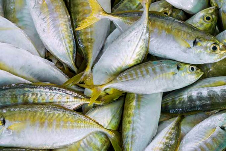 Manfaat Konsumsi Ikan Selar bagi Kesehatan, dari Otak hingga Otot