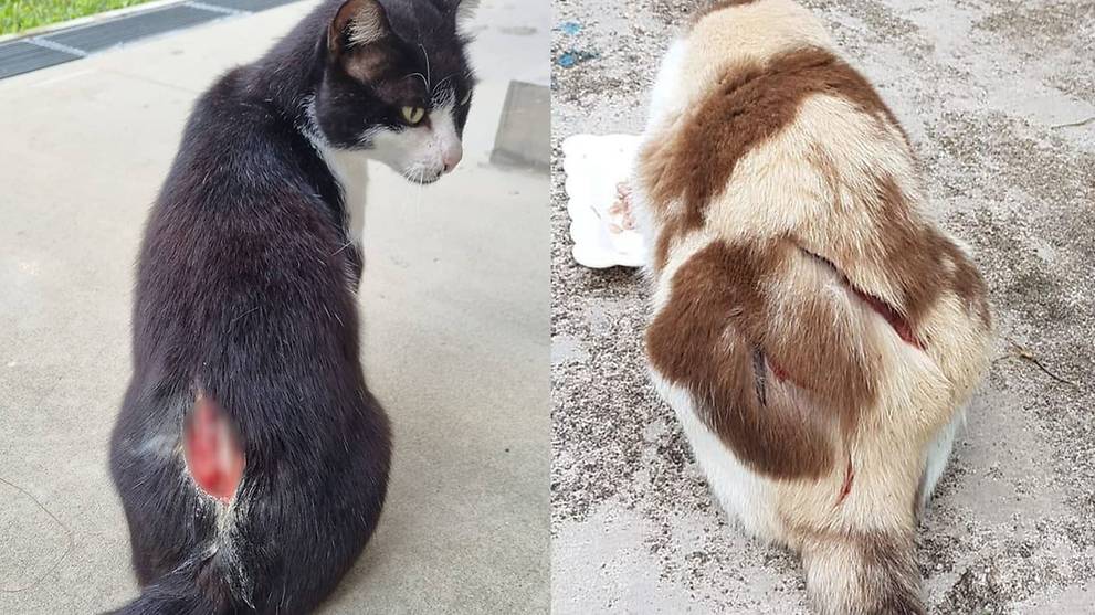 Puluhan Kucing di Singapura Ditebas Benda Tajam, Pelaku Ditangkap