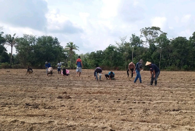 Kelompok Tani Desa Bukit Langkap di Lingga Tanam 10 Hektare Sorgum