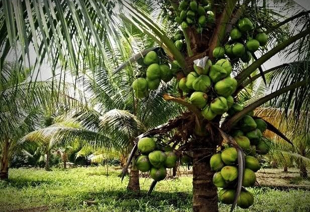 Prospek Pertanian Kelapa Hibrida dan Jagung Pipil Menjanjikan di Natuna
