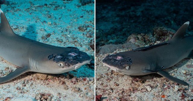 Dampak Air Laut Hangat, Hiu di Sabah Terserang Penyakit Kulit Misterius