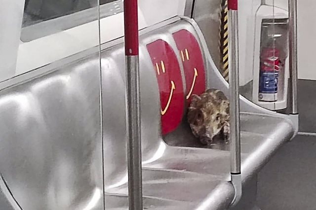 Anak Babi Menyusup ke Kereta MTR Lalu Keliling Hong Kong, Simak Videonya