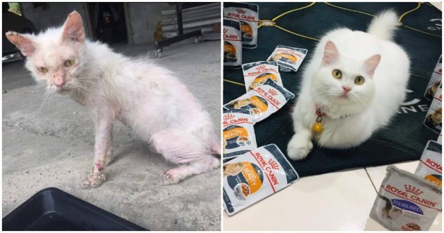 Ditemukan Sakit-sakitan, Kucing Ini Berubah Cantik usai Dirawat Penuh Kasih Sayang