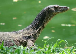 Ahli Thailand Sebut Darah Biawak Bisa Obati Berbagai Penyakit