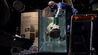 Ikan Purba Coelacanth Dapat Hidup Hingga 100 TahunÂ 