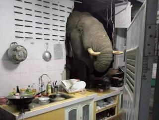 Viral Video Gajal Lapar Jebol Dinding Dapur Rumah