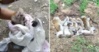 Teganya, Ada Orang Beri Biskuit Beracun ke Kawanan Monyet Ini