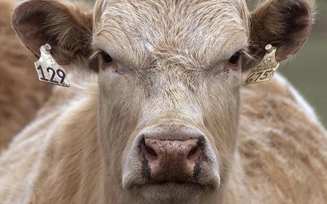 Kaki Tersangkut Tali, Bocah 6 Tahun Tewas Diseret Sapi